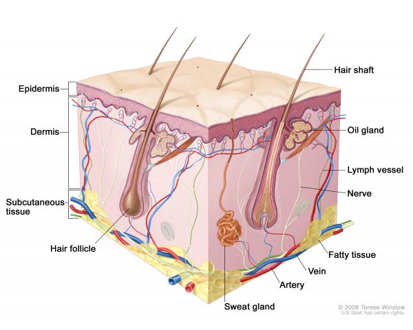 Skin cells