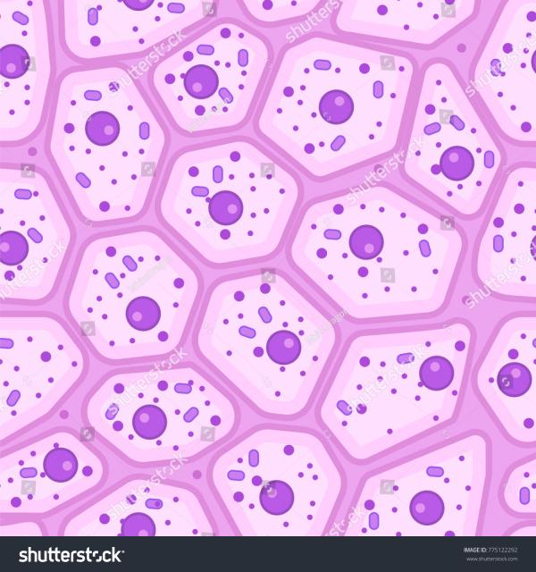 Skin cells