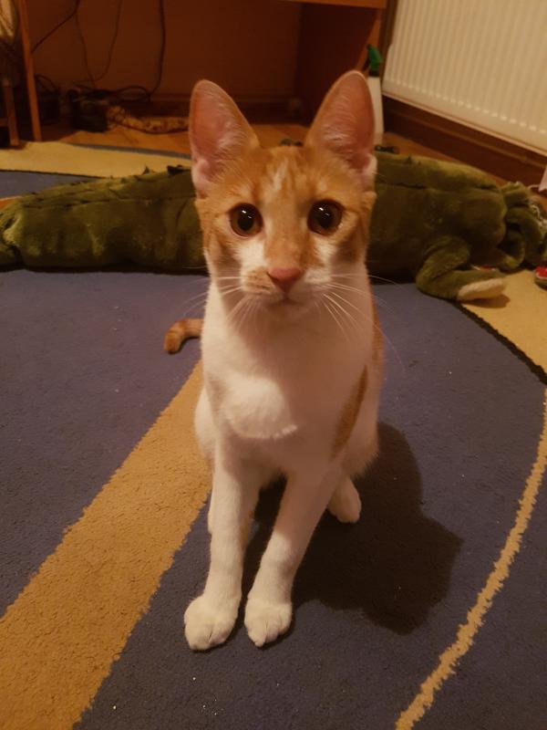 Skinny Cat