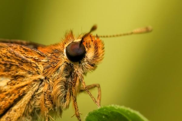 Skipper butterfly