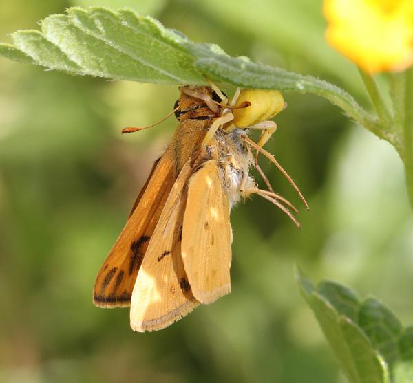SKIPPER, FIERY (Hylephila phyleus) (9-7-11) being consumed by spider, 78 circulo montana, patagonia lake ranch estates, scc, az -03