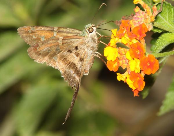 SKIPPER, LONG-TAILED (Urbanus proteus) (4-18-12) national butterfly center, mission, tx (1)