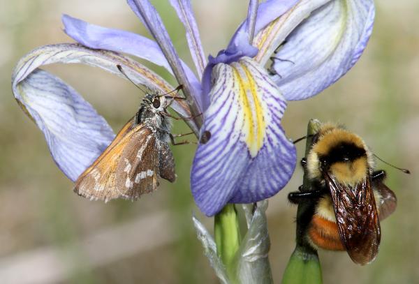 SKIPPER, MORRISON (Stinga morrisoni) (6-14-13) 8500 ft, alpine divide c g, 4 m south of alpine, apache co, az (3)
