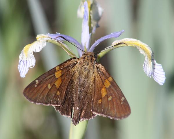 SKIPPER, SILVER-SPOTTED(6-14-13) 8500 ft, alpine divide c g, 4 m south of alpine, apache co, az -01