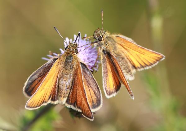 Skipper