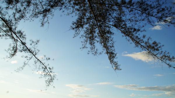 Sky and Branches