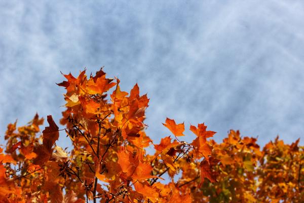 Sky and leaves