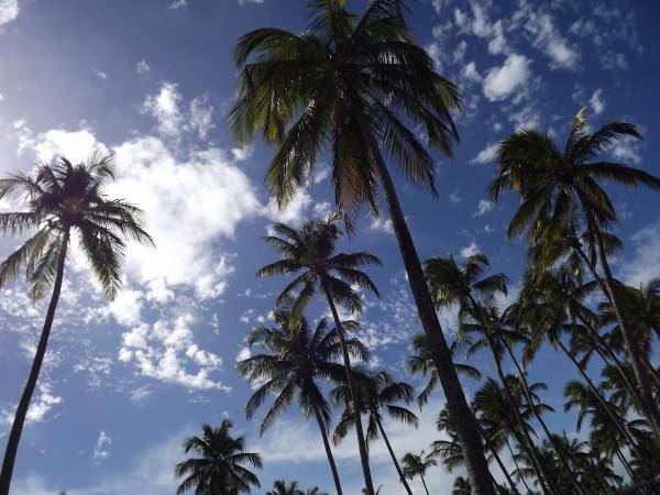 Sky Palm Trees