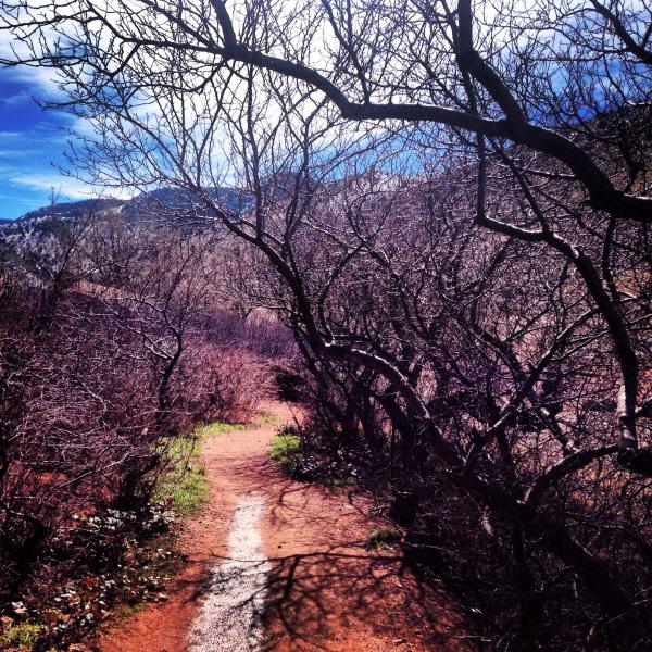 Sky & thicket