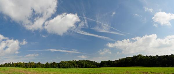 Sky Wood