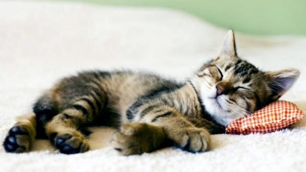 Sleeping cat