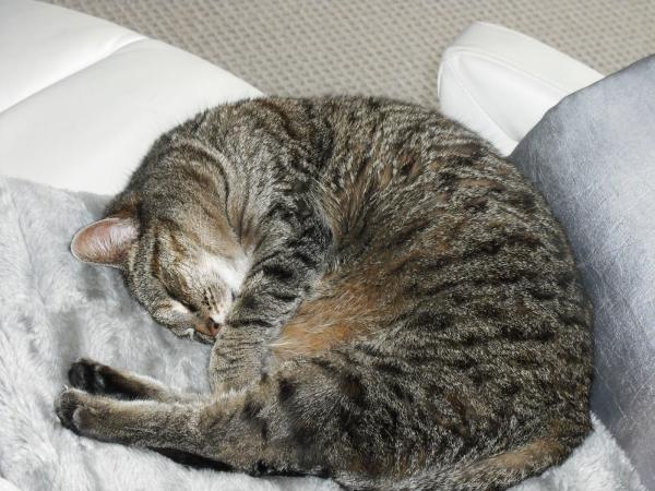 Sleeping cat