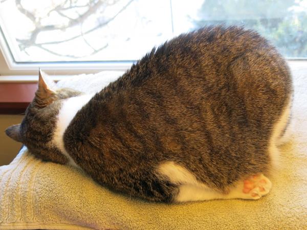 Sleeping cat