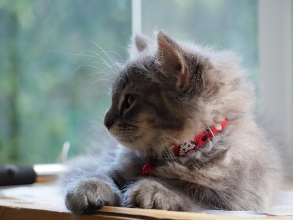 Sleeping Cat