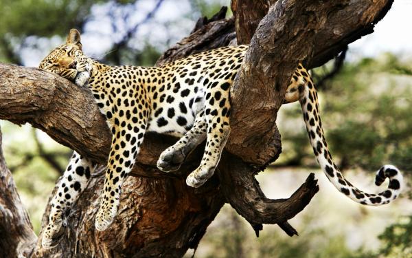 Sleeping Cheetah