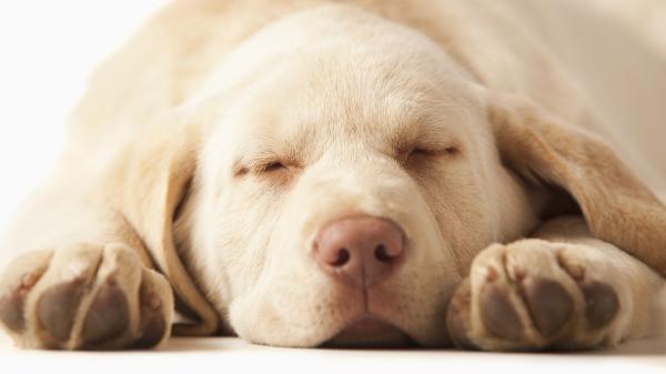 Sleeping Dog