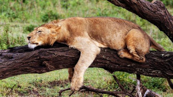 Sleeping Lioness