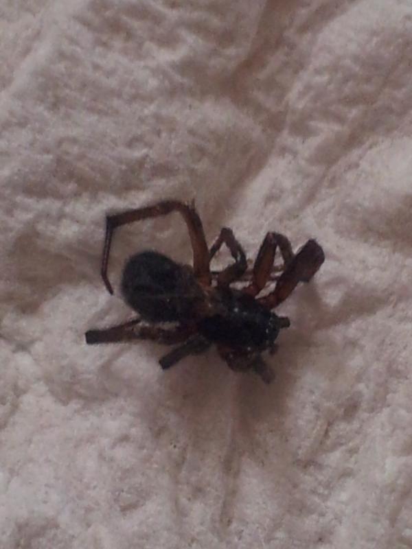 Sleeping spider