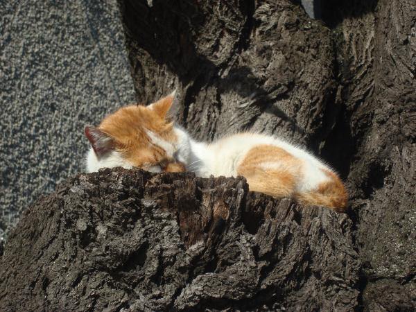 Sleeping street cat