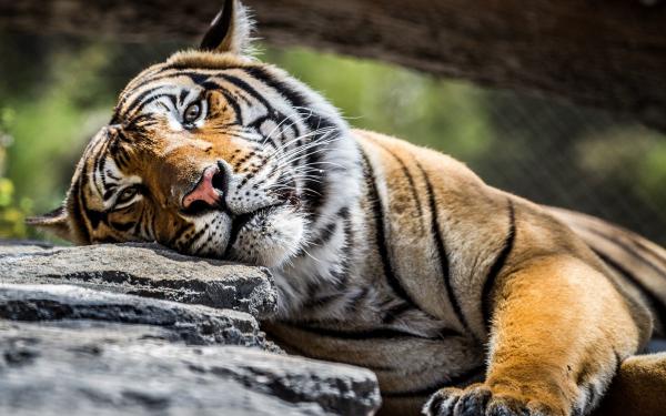 Sleeping Tiger