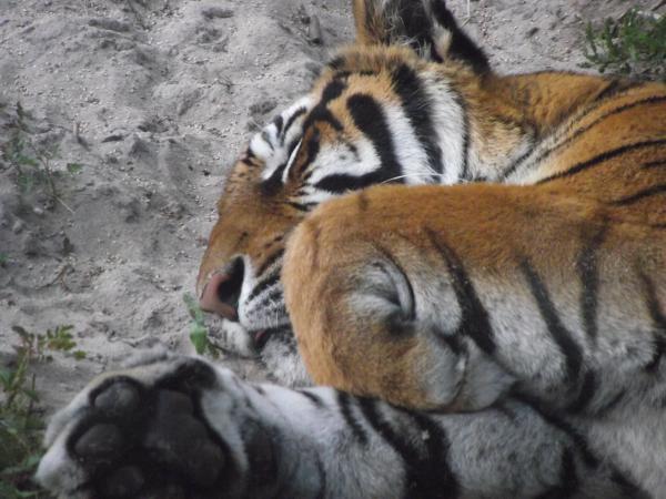 Sleeping Tiger