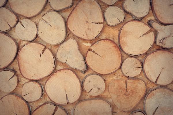 Slice of Brown Wooden Log