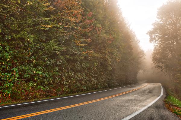 Slick Mist Forest Road - HDR