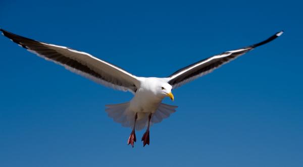 Slick Seagull