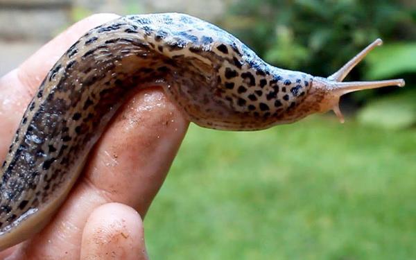Slime animal