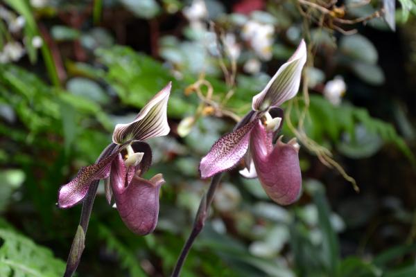 Slipper orchid