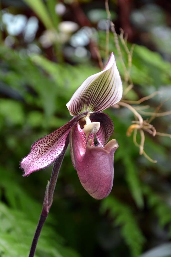 Slipper orchid