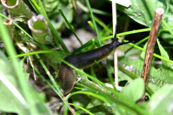 Slug