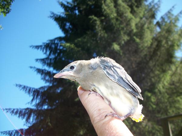 Small bird