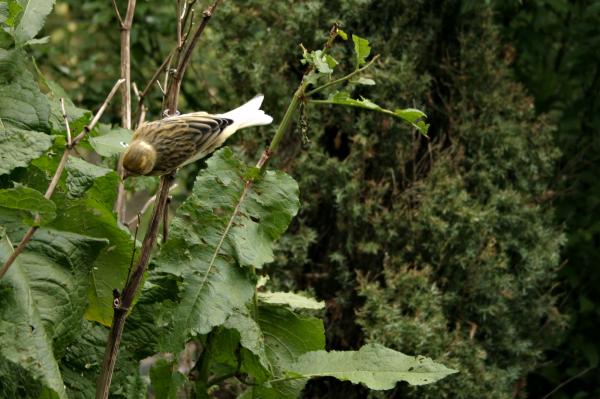 Small bird