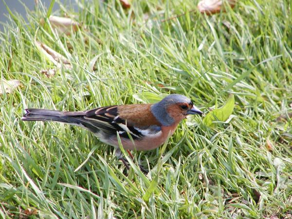 Small bird