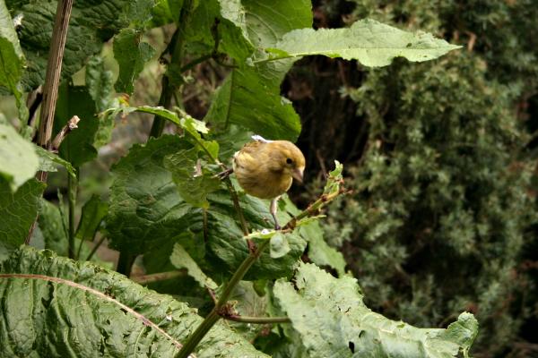 Small bird standing on a branch