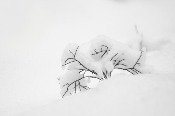 Small bush covered with snow