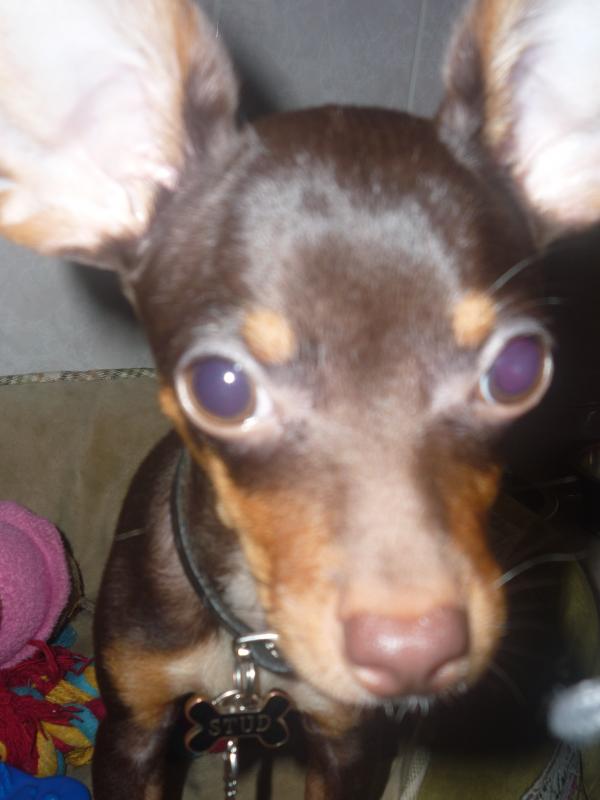 Small dog