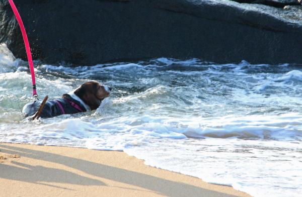 small dog swimming in the sea