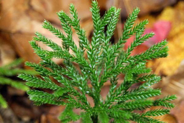 Small Fern