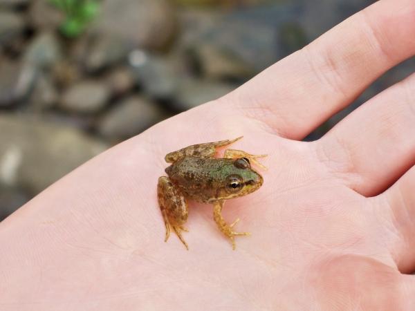 Small Frog
