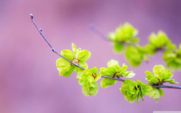 Small green flowers