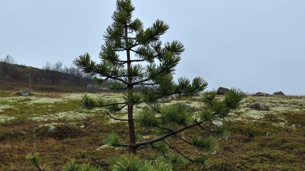 Small pine