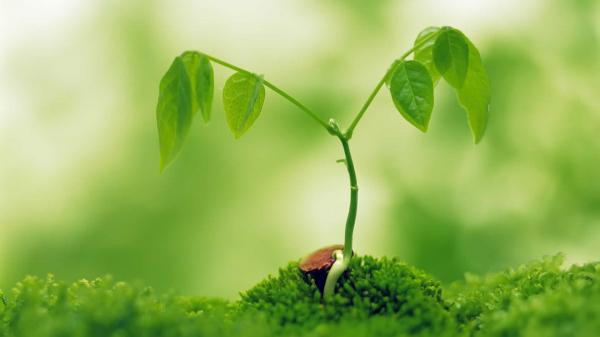 Small plant