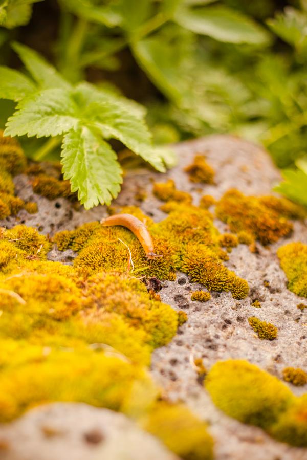 Small Snail on Moss