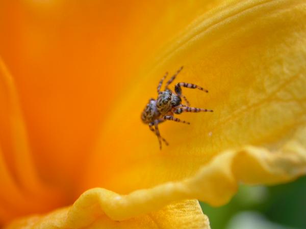 Small spider