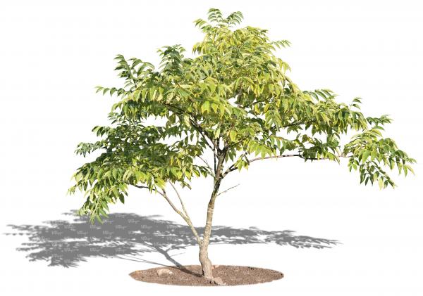 Small tree