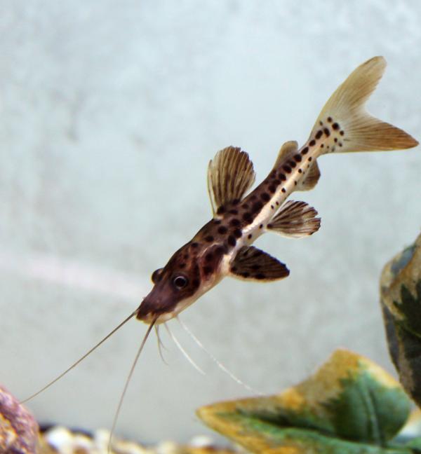 Small TSN catfish