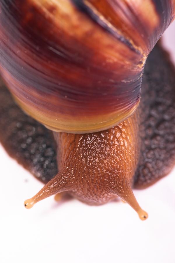 Snail