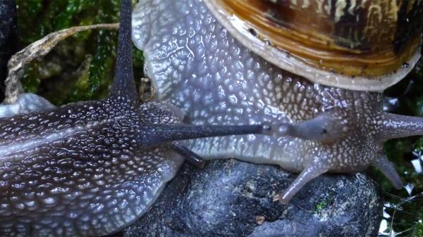 snail